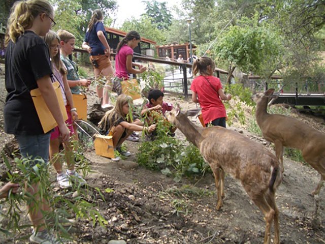 Sacramento Zoo Camp