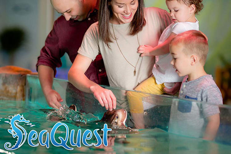Seaquest Fosom | Seaquest | Things to do for kids