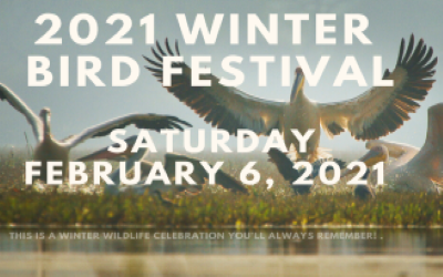 14th Annual Winter Bird Festival