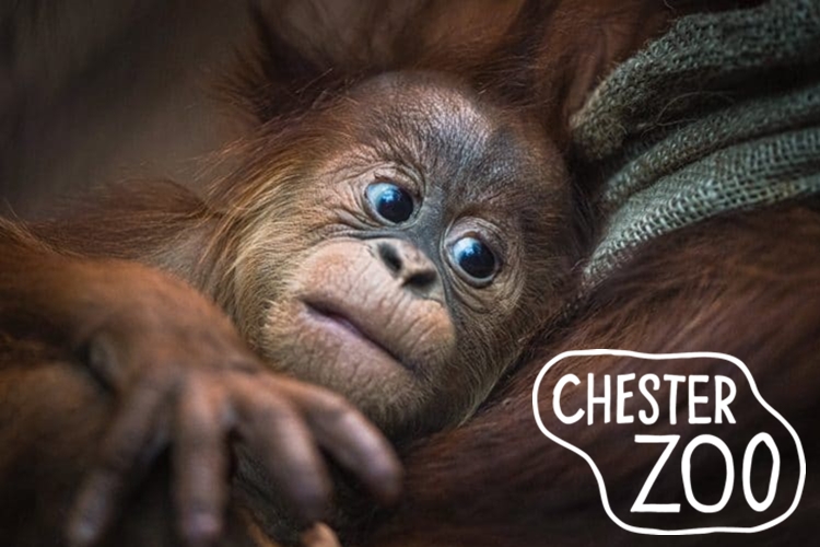 Chester Zoo - zoos and theme parks