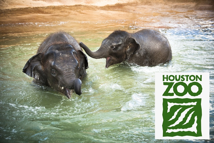 Houston Zoo - virtual summer vacation for kids