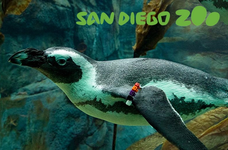 San Diego Zoo - zoos and theme parks