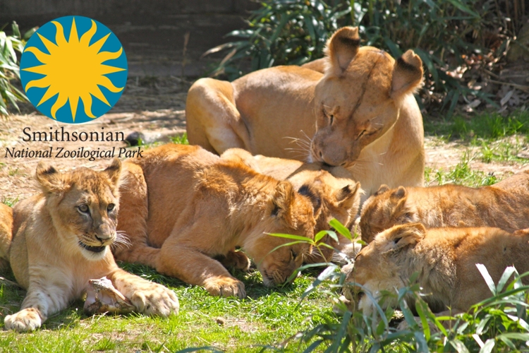 Smithsonian's National Zoo - zoos and theme parks