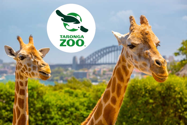 Taronga Zoo - virtual trip