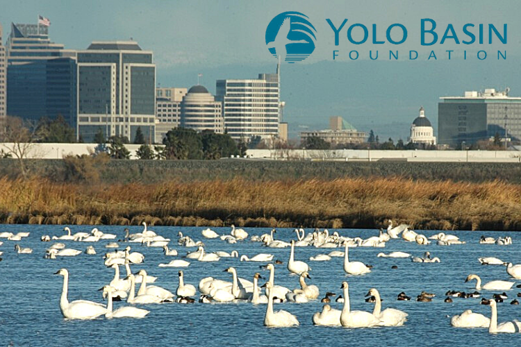 Yolo Bypass Wildlife Area - fun things to do in Sacramento